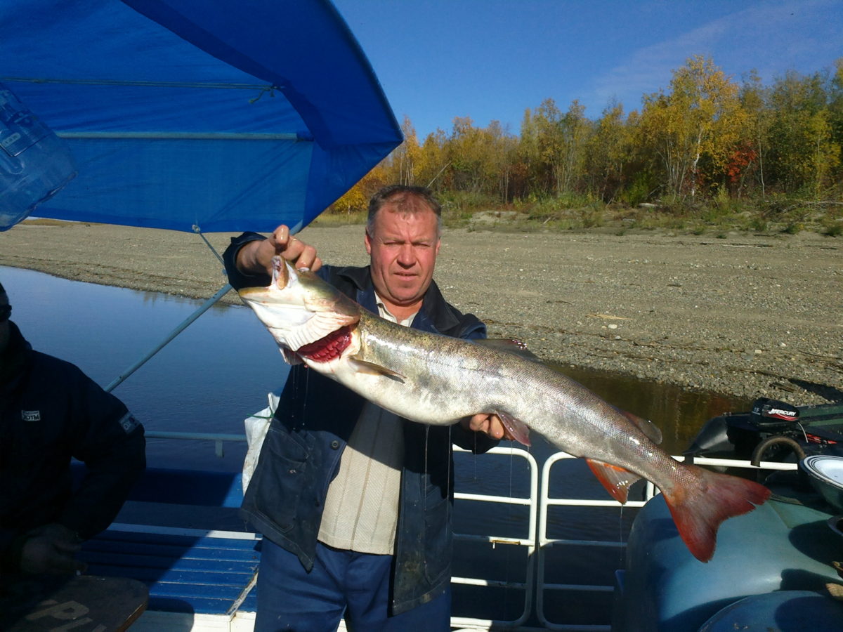 Рыбалка на леня. Якутия рыбалка на Лене. Рыбалка на тайменя в Якутии. Рыбалка на Лене и ее притоках. Рыбалка на Лене и ее притоках зимой.